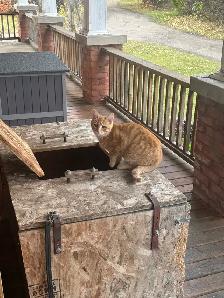 4 month old Male cat - Photo 6