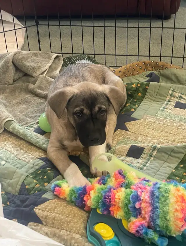 Puppy for sale