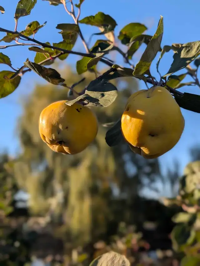 Fresh Quince