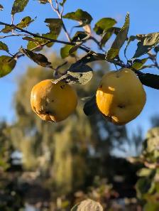 Fresh Quince