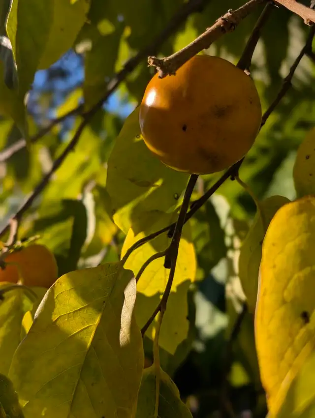 Organic American Persimmon
