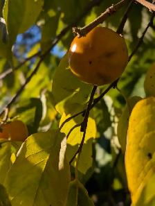 Organic American Persimmon
