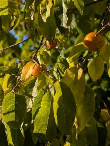 Organic American Persimmon - Photo 2
