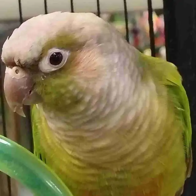 cinnamon conure pair