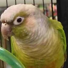 cinnamon conure pair