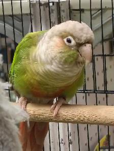 cinnamon conure pair - Photo 2