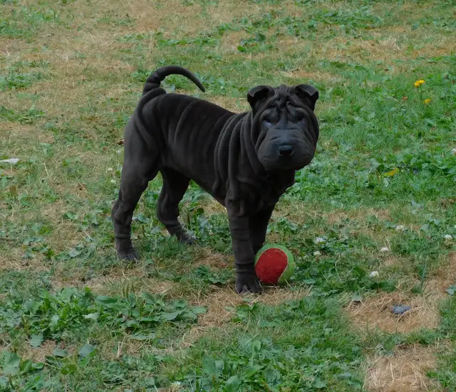 Gorgeous Chinese Shar - Pei Puppies  One Black Female Available