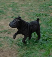 Gorgeous Chinese Shar - Pei Puppies  One Black Female Available - Photo 3