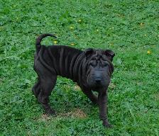 Gorgeous Chinese Shar - Pei Puppies  One Black Female Available - Photo 5