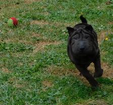 Gorgeous Chinese Shar - Pei Puppies  One Black Female Available - Photo 6