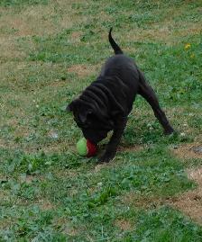 Gorgeous Chinese Shar - Pei Puppies  One Black Female Available - Photo 7
