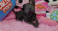 Gorgeous Chinese Shar - Pei Puppies  One Black Female Available - Photo 8