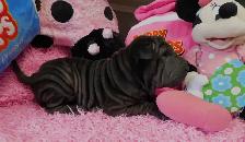 Gorgeous Chinese Shar - Pei Puppies  One Black Female Available - Photo 9