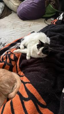 female black and White cat