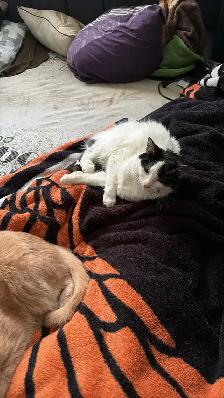 female black and White cat - Photo 2