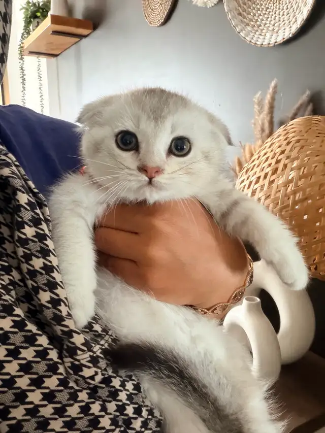 Scottish Fold Kittens (females)