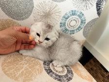 Scottish Fold Kittens (females) - Photo 2