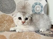 Scottish Fold Kittens (females) - Photo 3