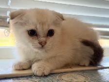 Scottish Fold Kittens (females) - Photo 4