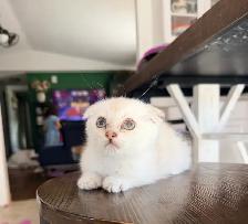Scottish Fold Kittens (females) - Photo 6