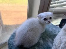 Scottish Fold Kittens (females) - Photo 8