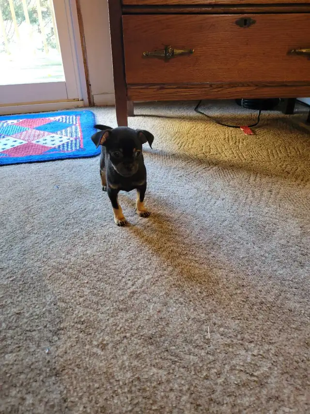 Chihuahua mix puppies
