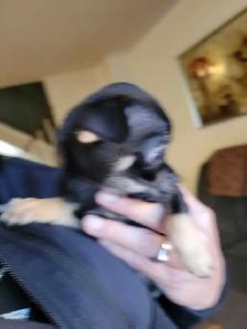 Chihuahua mix puppies - Photo 2