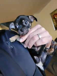 Chihuahua mix puppies - Photo 3