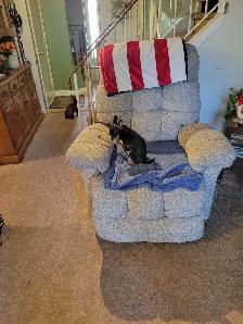 Chihuahua mix puppies - Photo 6