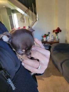 Chihuahua mix puppies - Photo 7