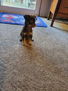 Chihuahua mix puppies - Photo 8
