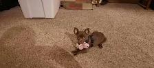Chihuahua mix puppies - Photo 9