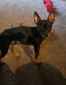 Chihuahua mix puppies - Photo 10