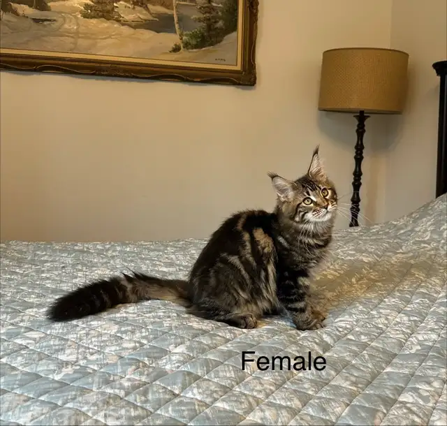 Maine Coon Kittens