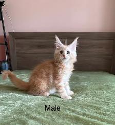 Maine Coon Kittens - Photo 2