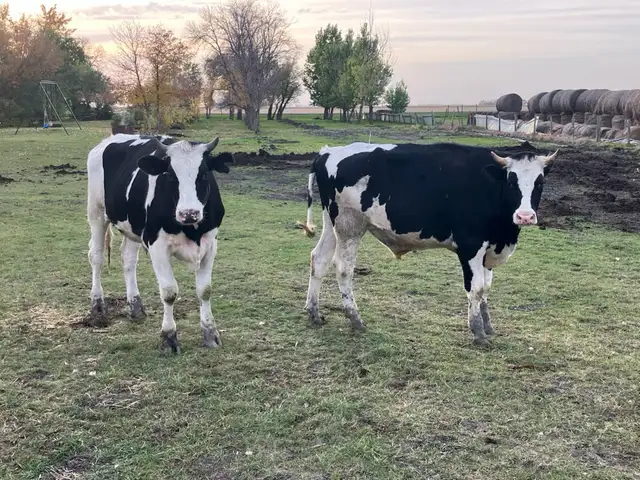 2 steers