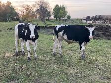 2 steers