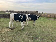 2 steers - Photo 2