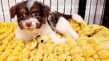 Yorkipoo mâle