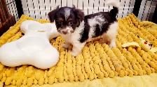 Yorkipoo mâle - Photo 2