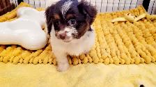 Yorkipoo mâle - Photo 3
