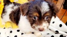 Yorkipoo mâle - Photo 4