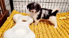 Yorkipoo mâle - Photo 5
