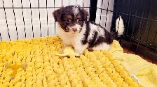 Yorkipoo mâle - Photo 6