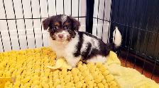 Yorkipoo mâle - Photo 7
