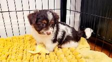 Yorkipoo mâle - Photo 8