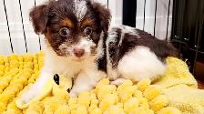 Yorkipoo mâle - Photo 9
