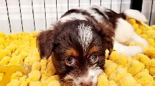 Yorkipoo mâle - Photo 10