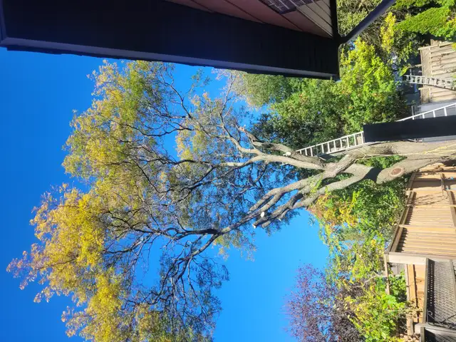 Tree Climbers needed