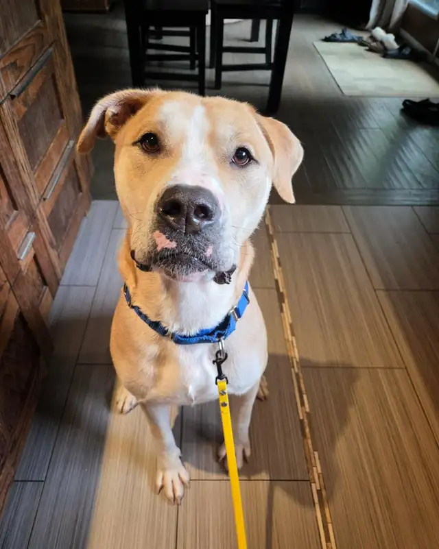Adopt Bubbles - 2yo male Lab mix